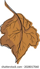 Dry tree leaf. Brown color. Vector vintage illustration. Hand drawn.