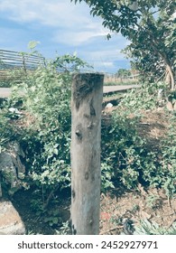 los árboles secos después de ser cortados hacen una buena vista