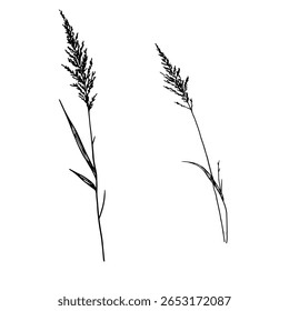 Dry twigs, grass and leaves, a set of silhouettes, a black and white sketch. Vector illustration . Reeds and forest grasses, isolated on a white background. The theme of nature, flowers and summer