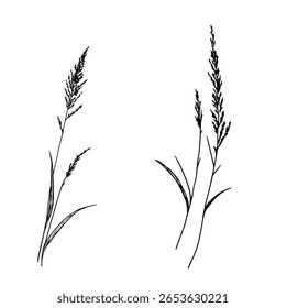 Dry twigs, grass and leaves, a set of silhouettes, a black and white sketch. Vector illustration . Reeds and forest grasses, isolated on a white background. The theme of nature, flowers and summer