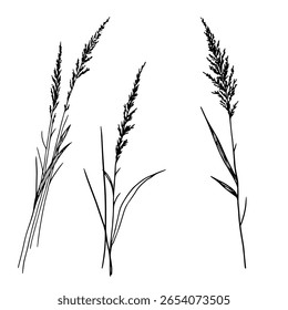 Galhos secos, grama e folhas, um conjunto de silhuetas, um esboço preto e branco. Ilustração vetorial . Canas e gramíneas da floresta, isoladas sobre um fundo branco. O tema da natureza, flores e verão