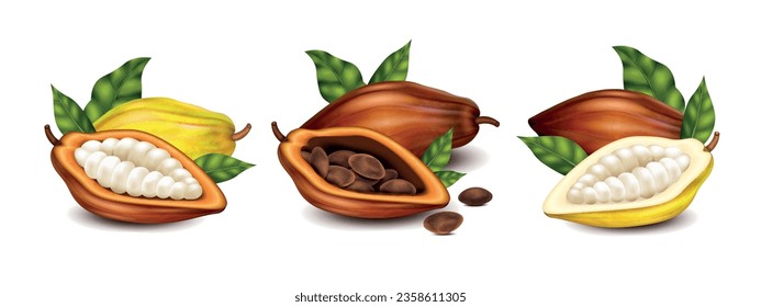 Dry and unripe cocoa pods with beans and green leaves realistic compositions set isolated vector illustration