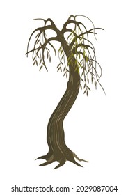 Dry Weeping Willow tree. Colorful Illustration of melancholy dry tree motive. Isolated on white background. Vector available.
