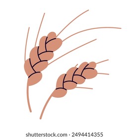 Dry wheat spikelets with ear, wheat spikelets with ears, grains, botanical composition of farm cereal plant and grains, cultivated cereal plant, grain or crop, bunch of wheat ears vector illustration.