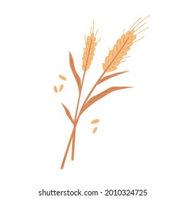 Dry wheat spikelets with ear, stem and spike. Botanical composition of farm cereal plant and grains. Flat vector illustration of field crop isolated on white background
