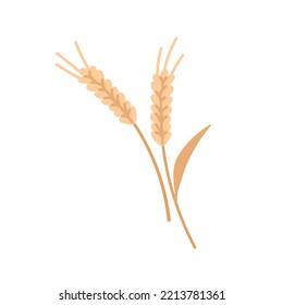 Dry wheat spikelets with ear, stem, spike. Rye grain plant, cereal crop. Stalks with gold kernels on stems. Flat vector illustration isolated on white background