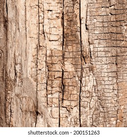 Dry Wood Texture for your design. EPS10 vector.