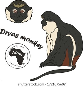 Dryas monkey species of guenon vector image isolated on white background. Monkey in full growth and head realistic color design in minimal style. Animal of Africa. Salonga monkey, ekele, or inoko. 