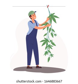 Drying hemp in the open air on a rope. Worker in overalls hangs a bush of marijuana. Stylish vector illustration in cartoon flat style.