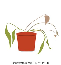 drying home flower in a pot. The dead plant. flat vector illustration isolated on white background