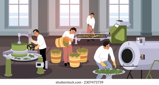 Drying tea process. People work for traditional drink industry, dried, sorted, fermented green leaves in industrial equipment, indian product. Cartoon flat isolated tidy vector concept