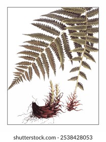 Dryopteris crassirhizoma, hand-painted floral and botanical painting, hand-painted herbal painting, natural herbs.