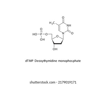 dTMP Deoxythymidine monophosphate Nucleotide molecular structure on white background. DNA and RNA building block - nitrogenous base, sugar and phosphate.