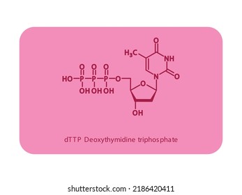 DTTP Deoxythymidine Triphosphate Nucleoside Molecular Structure Diagram On White Background. DNA And RNA Building Block Consisting Of Nitrogenous Base, Sugar And Phosphate.