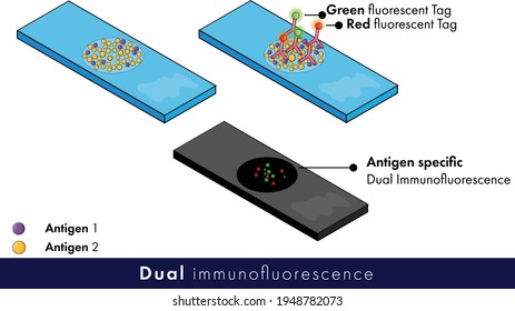 Dual immune fluorescence method, molecular biology technique vector  illustration 