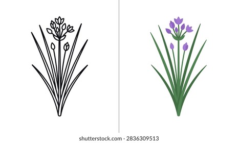 A dual panel image featuring a simple black outline sketch of a chive plant next to a fully colored version with green stems and purple flower clusters