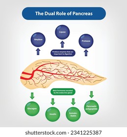 The dual role of pancreas -  exocrine and endocrine. Exocrine functions involve the production of digestive enzymes, while endocrine functions involve the production of hormones