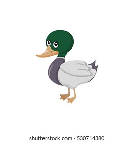 duck