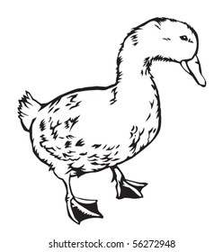 duck