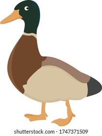 Duck Animal Cartoon Vector Illustration
