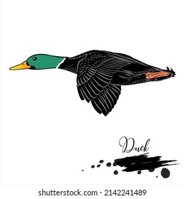 Duck, animal realistic sketch, vector illustration