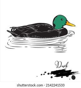 Duck, animal realistic sketch, vector illustration