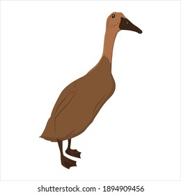 Duck For Animal Vector Illustration