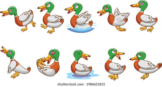 Duck animal vector illustration with white background