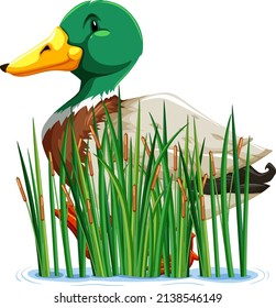 A duck behind grass on white background illustration