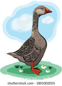 Entenvogel in einem Abklingen mit Federn und Schnabel