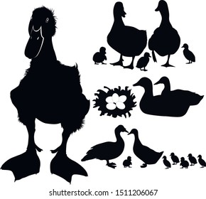 duck bird collection. Silhouettes of agricultural duck birds