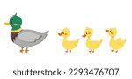 Duck bird with duckling isolated on white background. Cute farm mother bird with baby flat design cartoon style vector illustration. Funny poultry duck family.