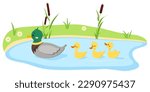 Duck bird with duckling swim in lake water isolated on white background. Cute farm mother bird with baby in row flat design cartoon style vector illustration. Funny poultry duck family.