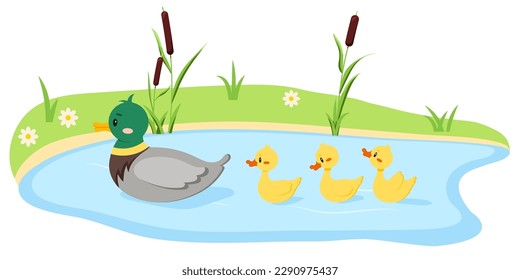 Duck bird with duckling swim in lake water isolated on white background. Cute farm mother bird with baby in row flat design cartoon style vector illustration. Funny poultry duck family.