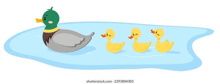 Duck bird with duckling swim in water isolated on white background. Cute farm mother bird with baby in row flat design cartoon style vector illustration. Funny poultry duck family.