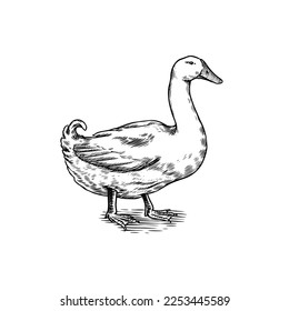 Duck bird. Hand drawn hen. Engraved Farm animal. Old monochrome sketch. Domestic poultry. Retro template.