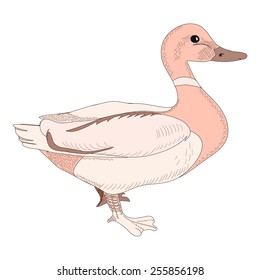 Duck bird illustration isolated vector. 