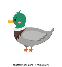 Duck bird isolated on white background. Cute farm bird flat design cartoon style vector illustration. Funny poultry duck icon.