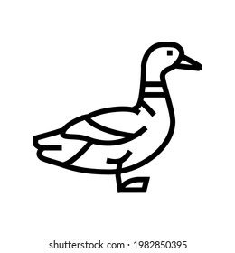 duck bird line icon vector. duck bird sign. isolated contour symbol black illustration