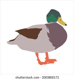 duck. bird. mallard. waterfowl. vector eps 10