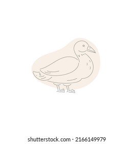  ilustración vectorial de esbozo de pájaro de pato 