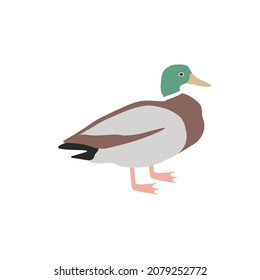 Duck bird. Vector color hand drawn illustration isolated on white background.