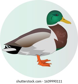 Duck - Bird Vector Illustration
