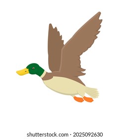 Duck. Duck bird, vector illustration