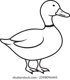 duck bird vectore white backgrount.