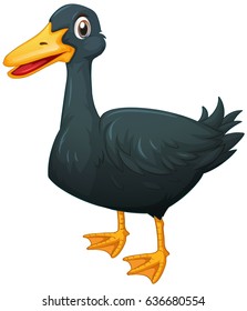 Duck with black feather illustration