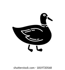 Duck black glyph icon. Common wild waterfowl, domestic bird. Migratory animal, pond inhabitant. Poultry farm, husbandry silhouette symbol on white space. Mallard, quack vector isolated illustration