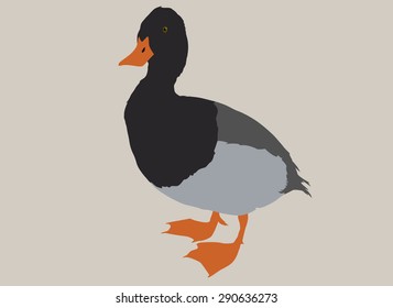 duck canard vector