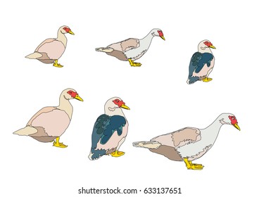 Duck cartoon