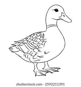 Duck cartoon, vector illustration, duck icon isolated on white background. Line art.